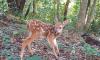 Poachers Threaten One of Costa Rica’s Best-Known Wildlife Refuges