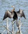 Local woman documents rare tropical ‘snakebird’ in Trinidad, set to become only fifth in Colorado history