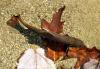 As Populations of Wild Brook Trout Decline, Conversation Around Practice of Stocking Changes