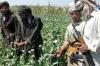 War and the Afghan Taliban fuel opium boom in Iran