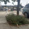 Sidewalk Garden Refresh Among Winning Participatory Budgeting Proposals