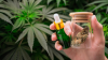 Scientific Review: Cannabis-Based Interventions Significantly Reduce Tic Severity in Patients With Tourette Syndrome