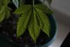 Topical CBD Calms Acne Redness