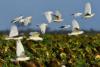 ‘Unavoidable’: Expert’s grim bird flu prediction for SA