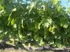Idaho vineyards off to strong start following early warmth