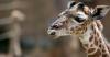 There’s an escaped giraffe on the run in Texas. Why was she there at all?