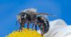 Utah’s native bees are small, diverse, and essential