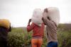 The Global Food System Looks Stable. That Is the Problem.