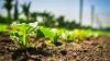 El Niño and Agriculture: Regions Most at Risk for Crop and Weather Impacts