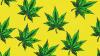 Lawsuit Argues Hawaii's Harsh New Hemp Regulations Will Stifle Competition
