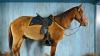 Horse provides Kansas link to 1876 massacre of Custer