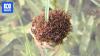 Warning fire ants could kill thousands of pets a year