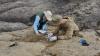 Ancient hatchling fossils show first animals on land likely skipped frog-like metamorphosis