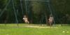Vermont’s child sex abuse investigation teams face staffing and funding gaps