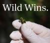 Wild Wins Vol. 5