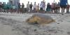 Mississippi Aquarium releases two turtles back into the water, including a loggerhead turtle