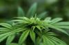 Beginner-Friendly Cannabis Strains You Need to Know