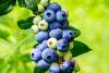 Pick Fresh Berries At These Must-Visit Maine Farms This Summer