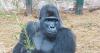 Bristol Zoo bring in new silverback gorilla after death of Jock