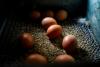 Cal-Maine, Others Poised to Settle DOJ Egg Pricing Probe
