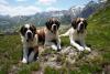 St. Bernard dogs honored in a museum that bridges the breed’s history with its future
