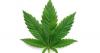 Older people use cannabis more, tell doctors less