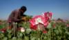 Japan provides $9.4 million for counternarcotics program in Afghanistan