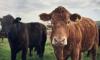 Screwworm Could Create a Financial Shock Ranchers Cannot Ignore