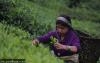 Nepal’s tea industry reopens after government assurance despite India’s stricter import testing