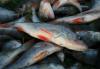 Armenia has approved a new procedure for registering fish producers for export to the EU