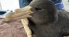 Wildlife still clear as another bird flu case detected