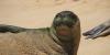 NOAA identifies cause of death for Hawaiian monk seal found off Nanakuli