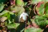 Azerbaijan mulls insurance mechanisms for cotton farming to cut risks