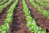 Climate Change Could Lower Soybean Seed Quality