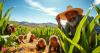 African Proverb of the Day: 'He who wants to plant corn must make peace with the monkeys...'- A Timeless lesson on acceptance, wisdom, and living with life’s realities