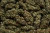 JCF says Western Jamaica accounted for 31 per cent of ganja seized across the island