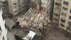 Venezuela reels after twin earthquakes flatten buildings and spark frantic rescue mission