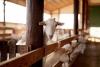 Afghan Migrant Sentenced to 30 Months in France for Sexual Abuse of Goats and Lamb