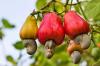 Most cashew nuts to be processed locally by 2030