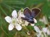 Real estate deal gives a boost to New Hampshire’s imperiled state butterfly