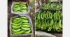Ecuadorian plantain exports are rebounding