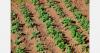 Latvia's early potato prices range from US$1.86 to US$4.06/kg