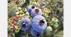 Morocco's soft fruit exports down 5%