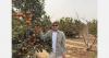 Peruvian mandarin season faces challenging conditions