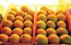 Madurai mango farmers seek MSP as Totapuri prices crash to Rs 3/kg