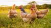 Nepal culls nearly 570,000 birds as H5N1 outbreak spreads across 11 districts