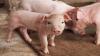 The Philippines expects commercial approval of Vietnamese ASF vaccine by Q3 2026
