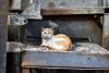 Animal rights advocates in Portugal call for better prevention of animal abandonment
