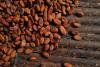 Ghana cocoa farmers warn of output slump as heavy rains, disease hit crop