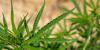 Decriminalizing Cannabis Doesn't Increase Cannabis Use